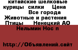 китайские шелковые курицы (силки) › Цена ­ 2 500 - Все города Животные и растения » Птицы   . Ненецкий АО,Нельмин Нос п.